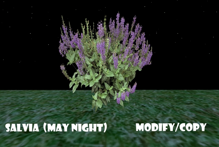 1 Prim Salvia (May Night)