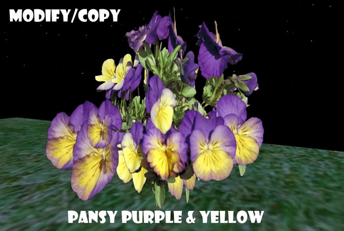 1 Prim Pansy Purple & Yellow