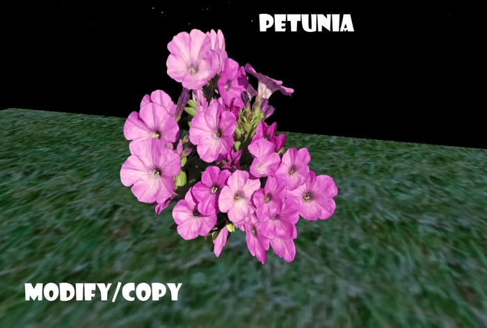 1 Prim Petunia