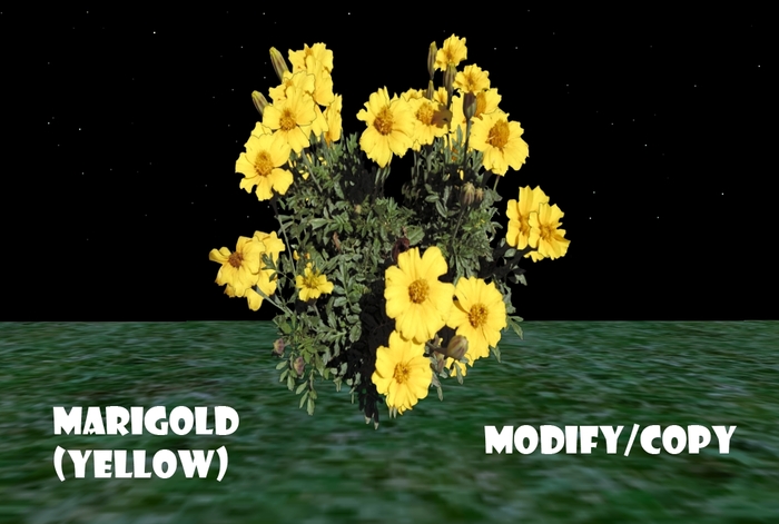 1 Prim Marigold (Yellow)