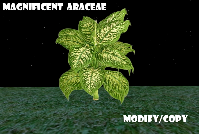 1 Prim Magnificent Araceae