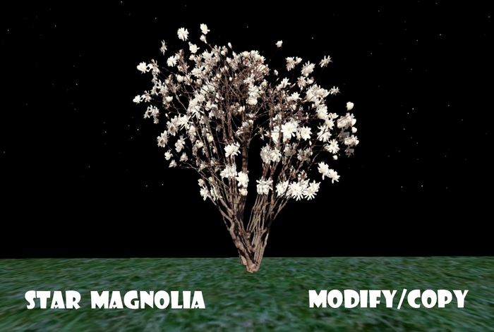 1 Prim Star Magnolia