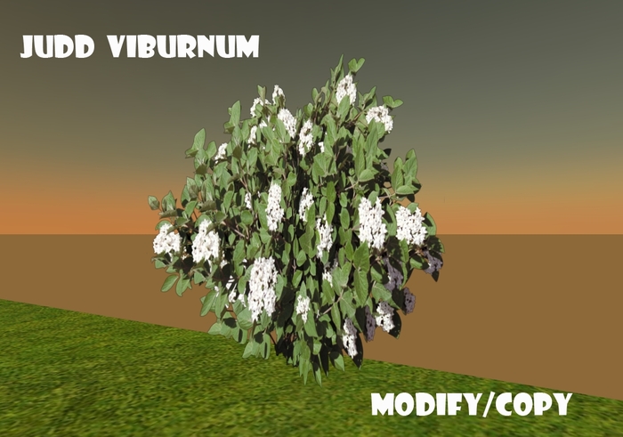 1 Prim Judd Viburnum
