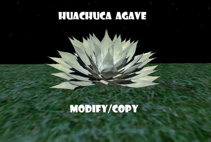 1 Prim Huachuca Agave