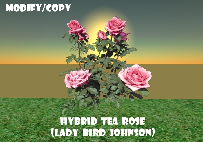 1 Prim Hybrid Tea Rose Bush (Lady Bird Johnson)