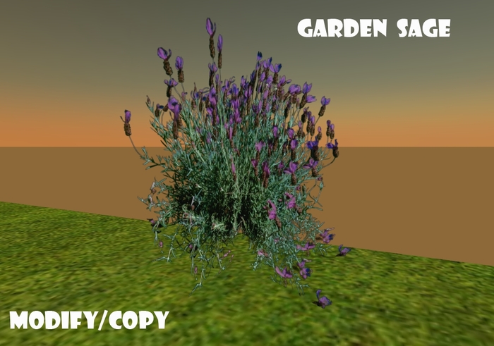 1 Prim Garden Sage