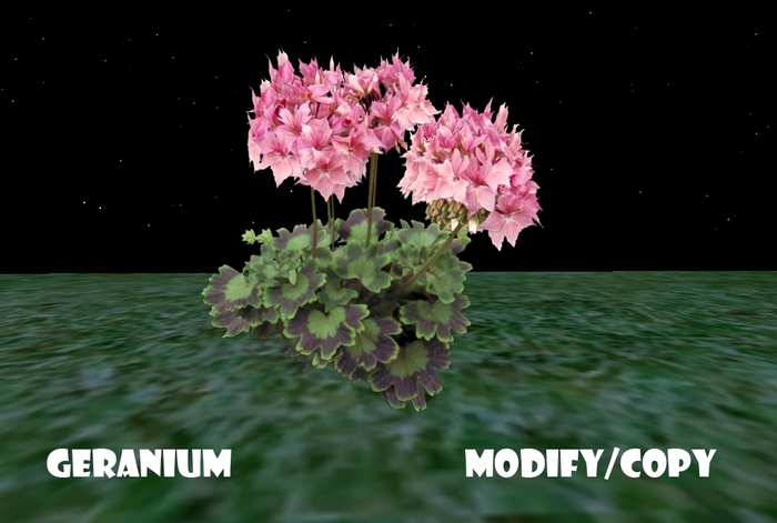 1 Prim Geranium