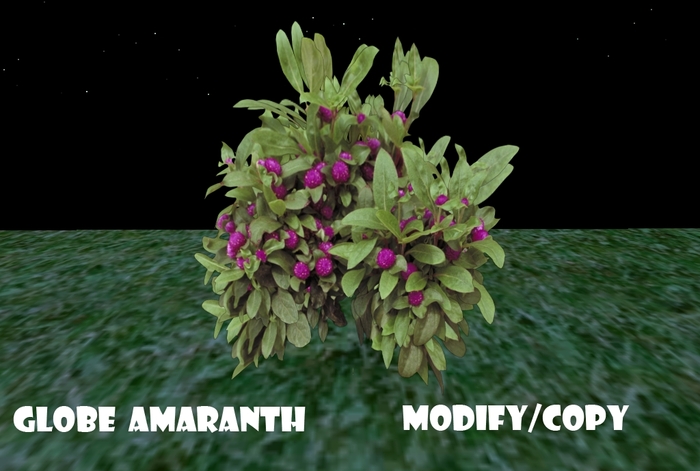 1 Prim Globe Amaranth