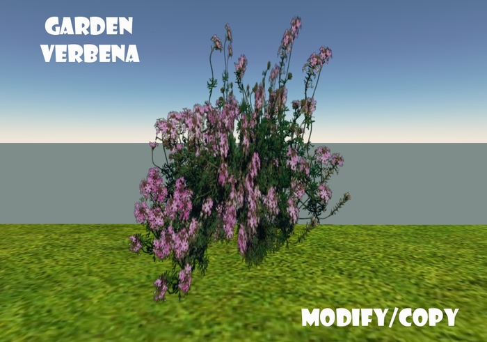 1 Prim Garden Verbena
