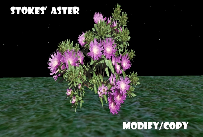 1 Prim Stokes' Aster