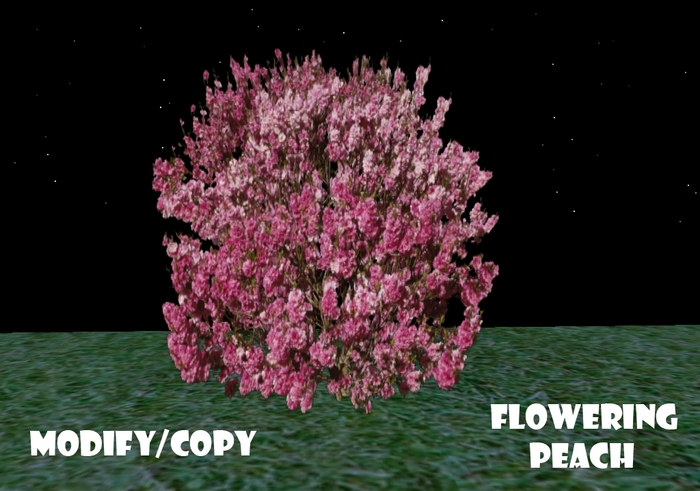1 Prim Flowering Peach