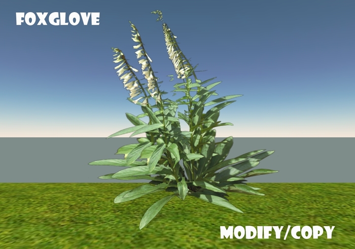 1 Prim Foxglove