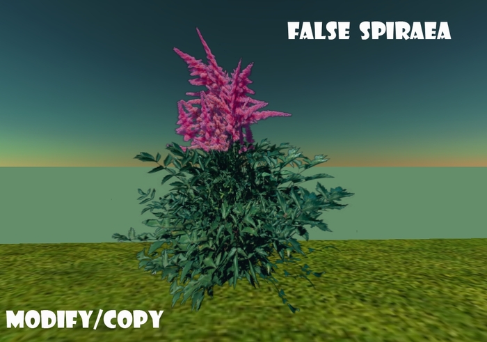 1 Prim False Spiraea