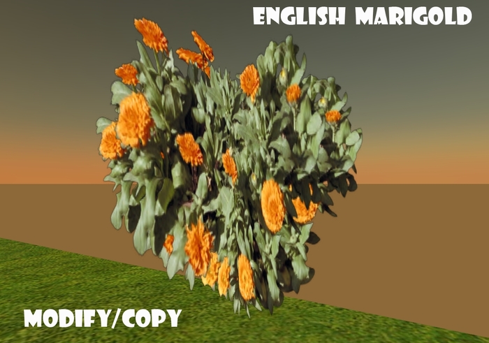 1 Prim English Marigold