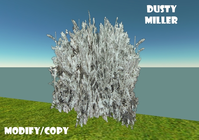 1 Prim Dusty Miller