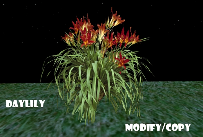 1 Prim Daylily