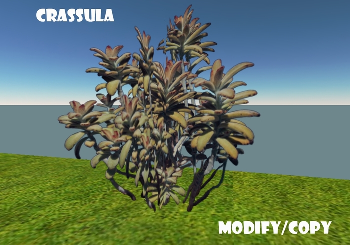 1 Prim Crassula
