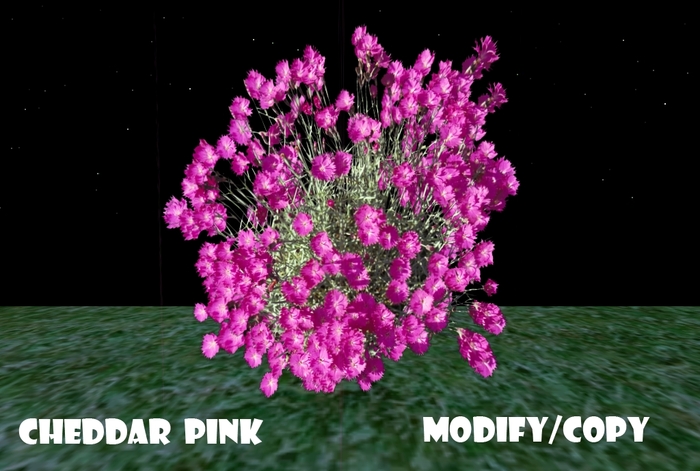 1 Prim Cheddar Pink