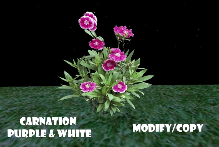 1 Prim Carnation Purple & White