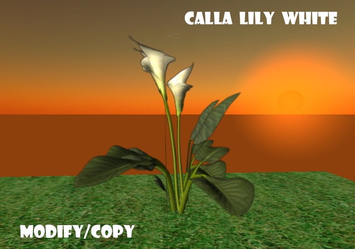 1 Prim Calla Lily White