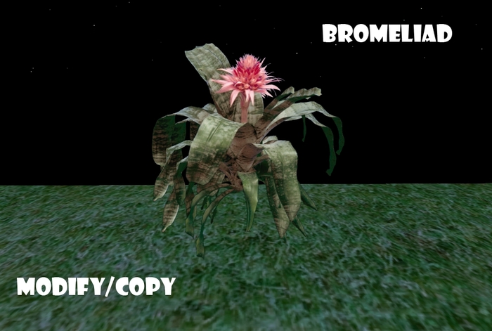 1 Prim Bromeliad