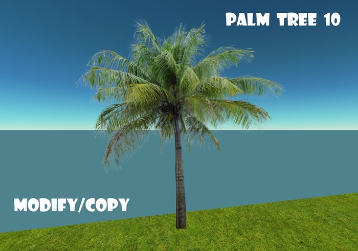 1 Prim Palm Tree 10