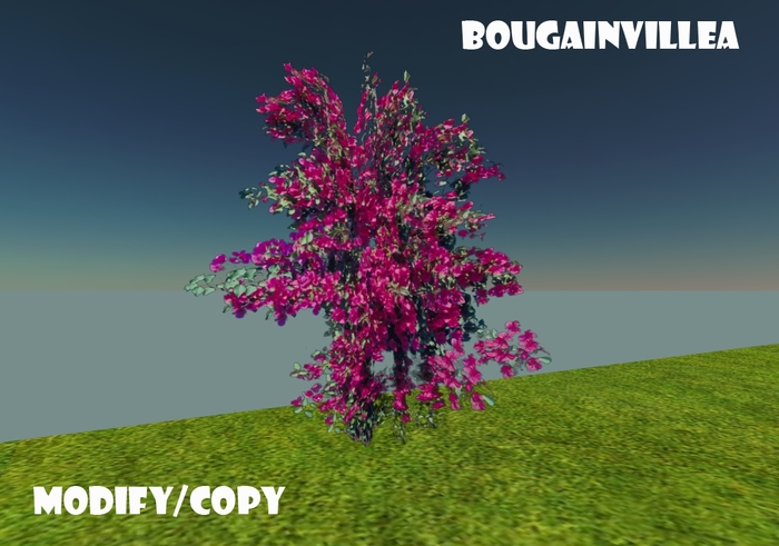 1 Prim Bougainvillea