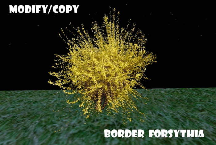 1 Prim Border Forsythia