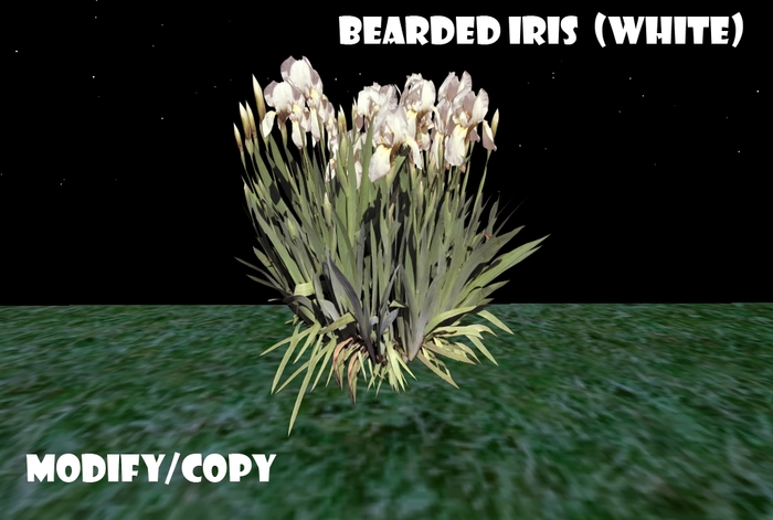 1 Prim Bearded Iris (White)