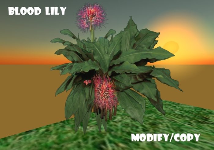 1 Prim Blood Lily