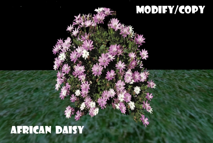 1 Prim African Daisy
