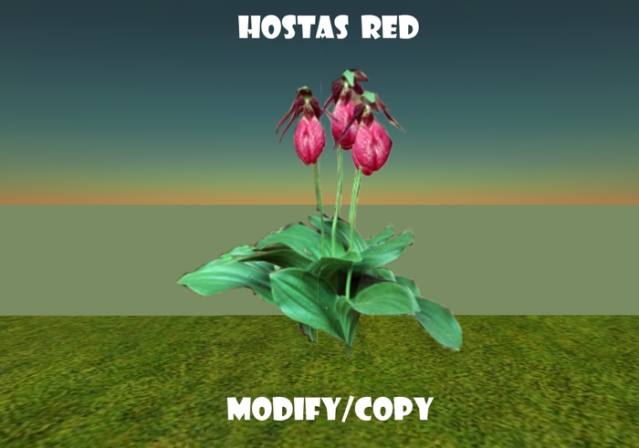 1 Prim Hostas Red