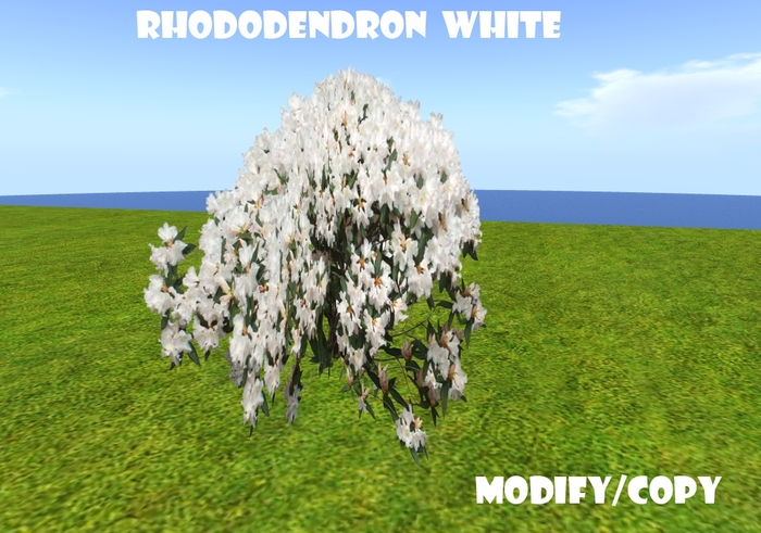 1 Prim Rhododendron White