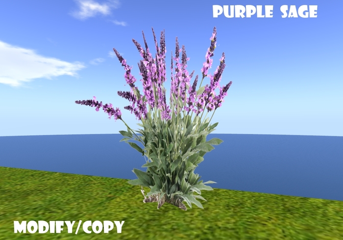 1 Prim Purple Sage