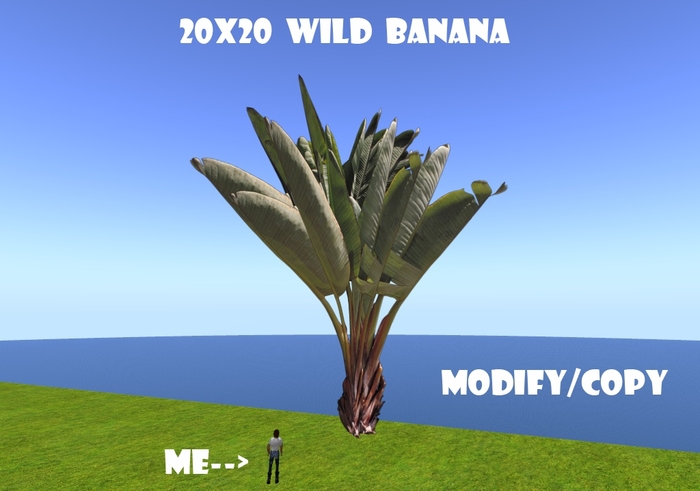 20x20 (1-Prim) Wild Banana