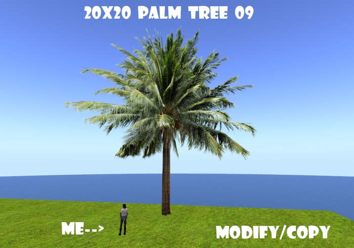 20x20 (1-Prim) Palm Tree 09