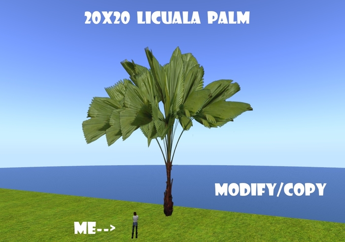 20x20 (1-Prim) Licuala Palm