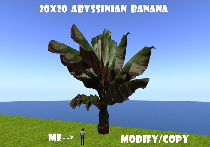20x20 (1-Prim) Abyssinian Banana