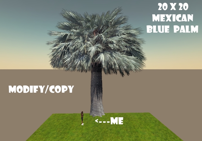 20x20 (1-Prim) Mexican Blue Palm Tree