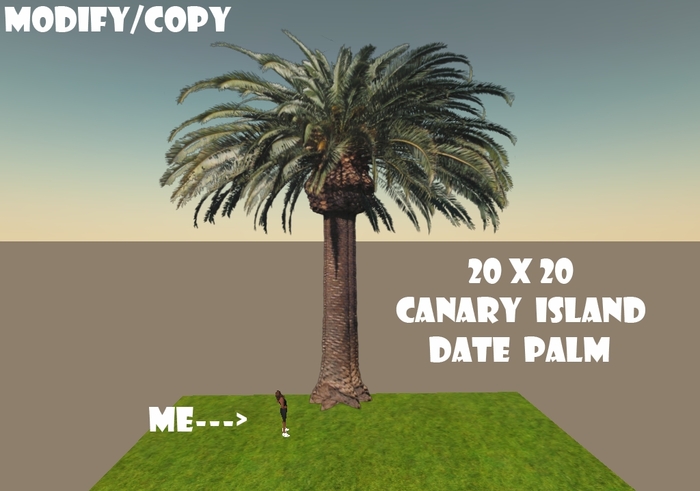 20x20 (1-Prim) Canary Island Date Palm Tree