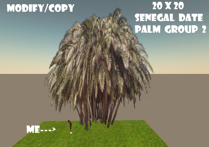 20x20 (1-Prim) Senegal Date Palm Tree Group 2