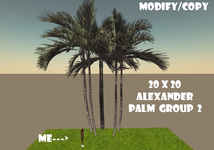 20x20 (1-Prim) Alexander Palm Tree Group 2