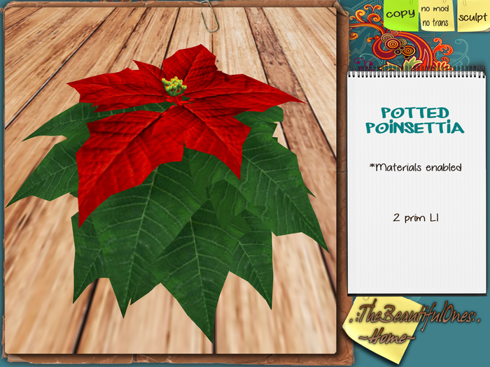 .:TBOHome:. Potted Ponsetia