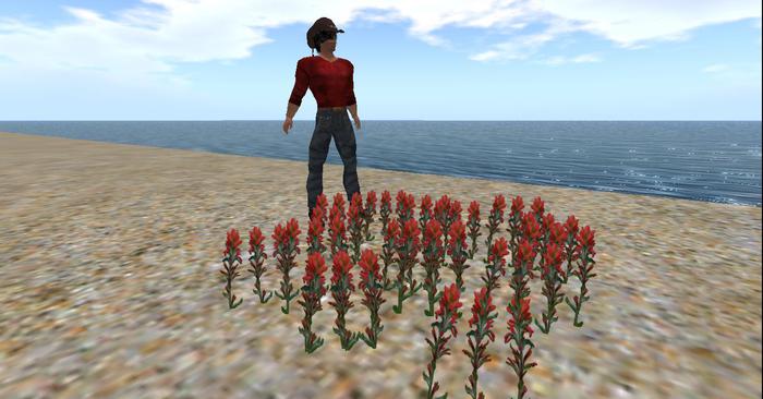 Wildflower Indian Paint Brush 679