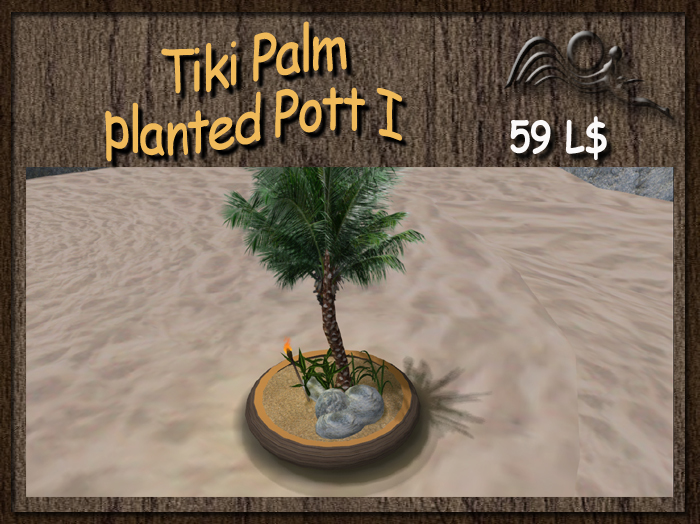 Tiki Palm planted Pott 1