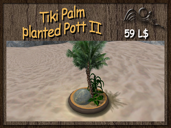 Tiki Palm planted Pott 2