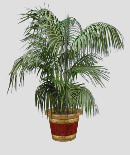 Potted Palm - Persian style