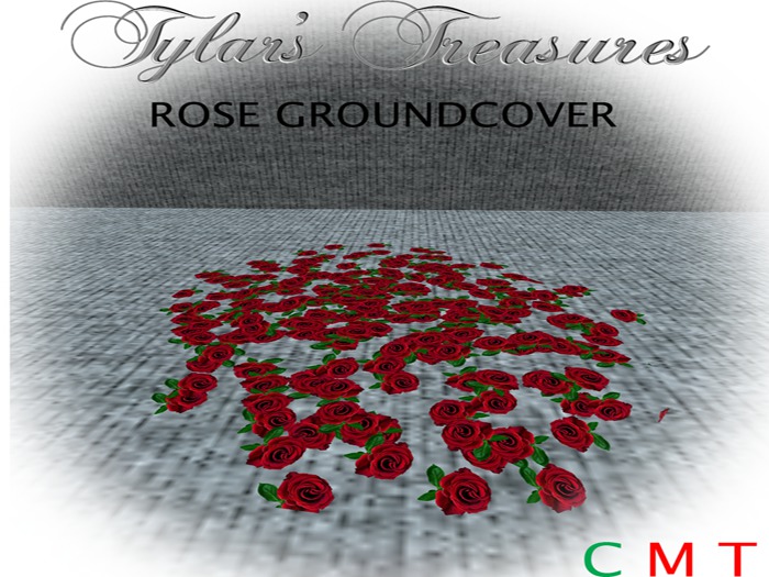 .:TT:. ROSE GROUNDCOVER BOXED