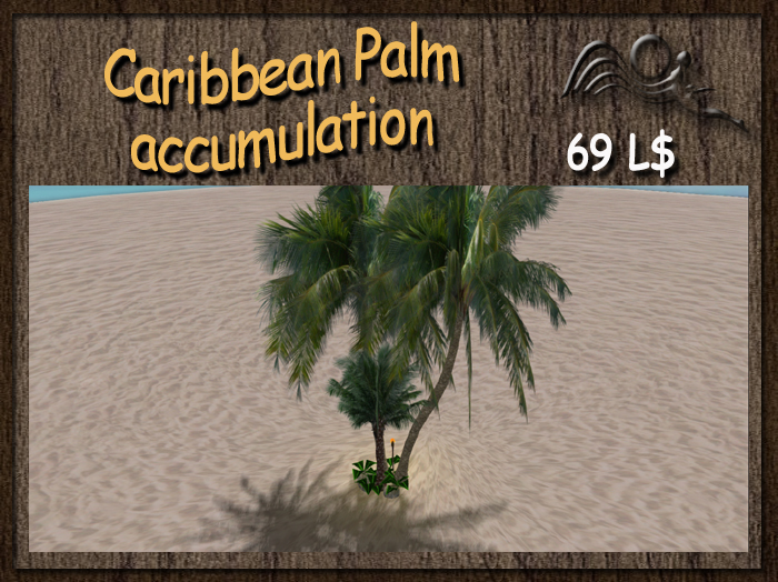 Caribbean Palm accumulation