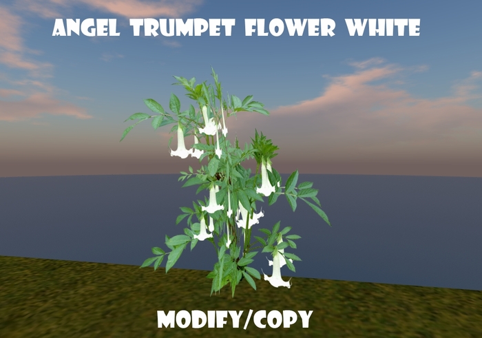 1 Prim Angel Trumpet Flower White